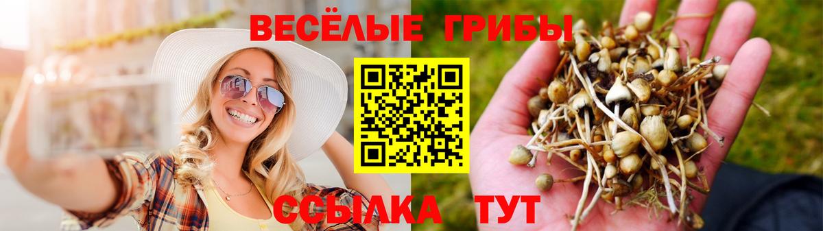 Псилоцибиновые грибы прущие грибы Кольчугино